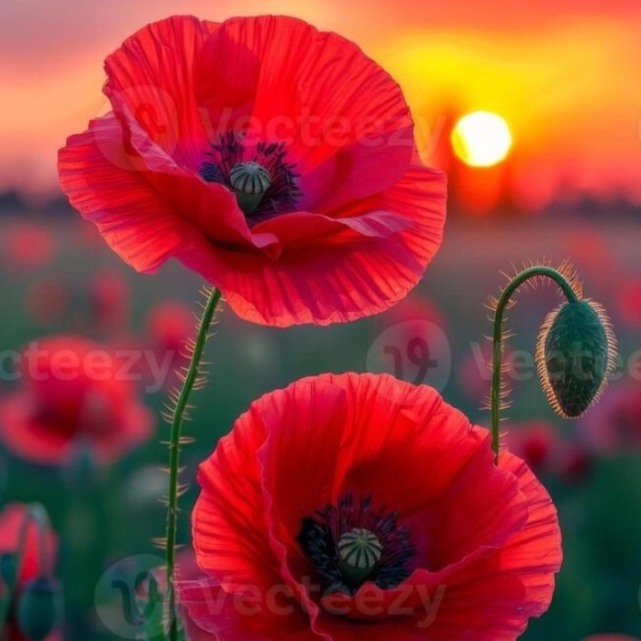 Photo de Josiane GABORIEAU